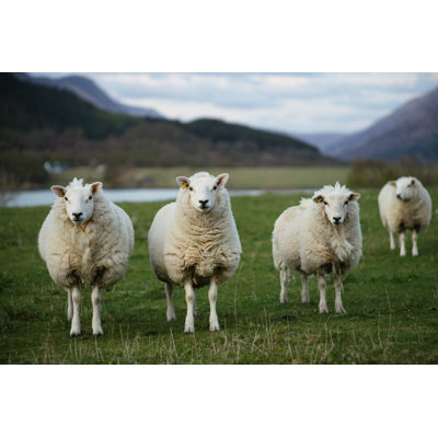 Sheep In Scotland by Bene A - Wrapped Canvas Print