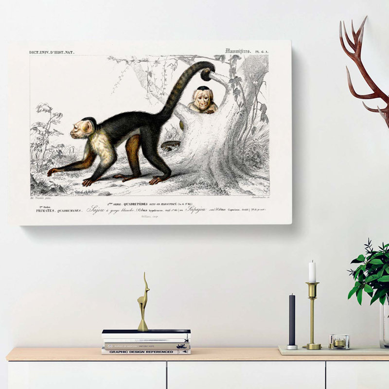 Capuch In Monkeys by Charles D Orbigny - Wrapped Canvas, 50cm H x 76cm W x 3cm D