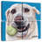 Brampt Yellow Lab Ball-109119068