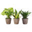 Live Low Light Houseplant Set-109179380