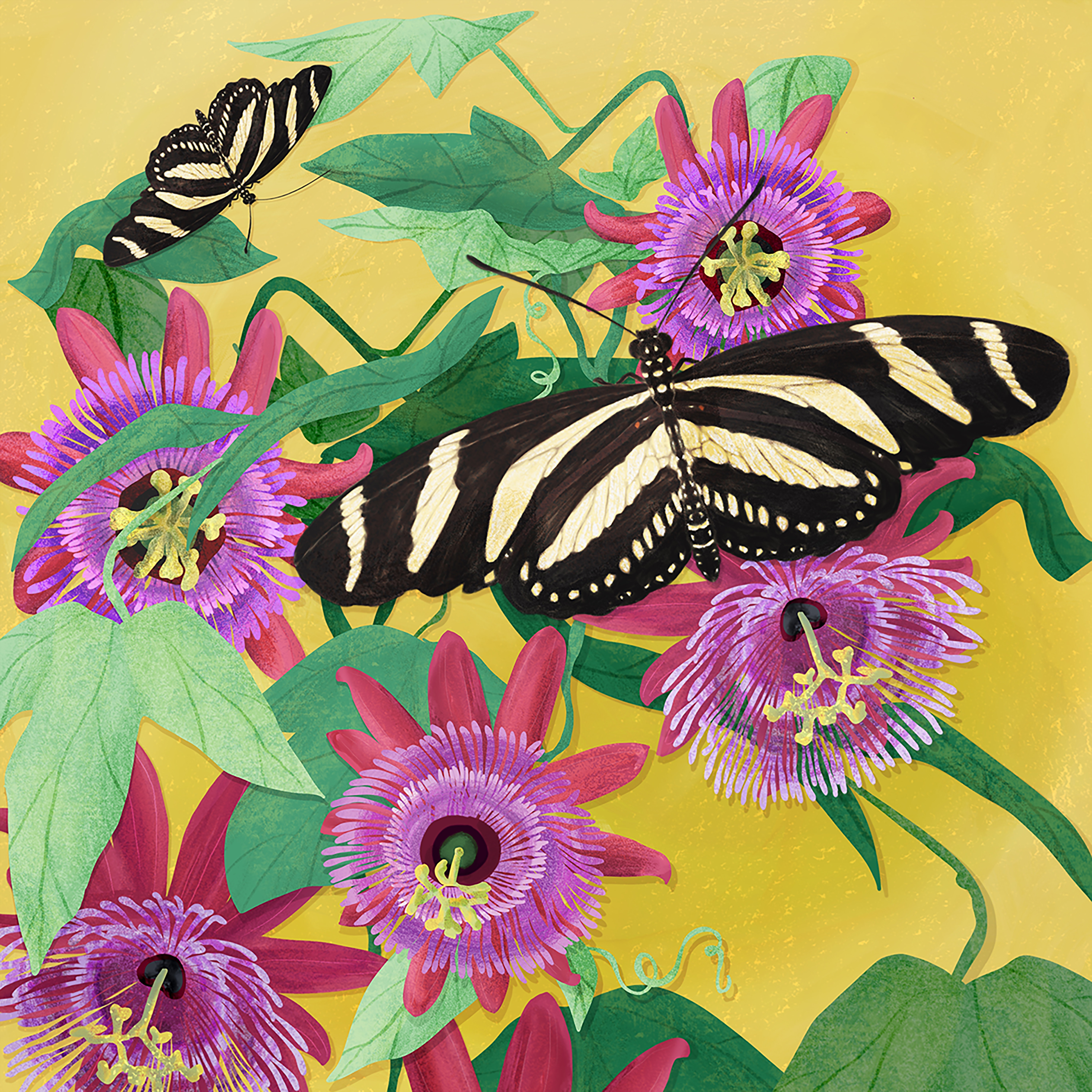 Butterflies On Passion Flowers by Sarah Constantino August Grove Size: 30\, image size:6000x6000