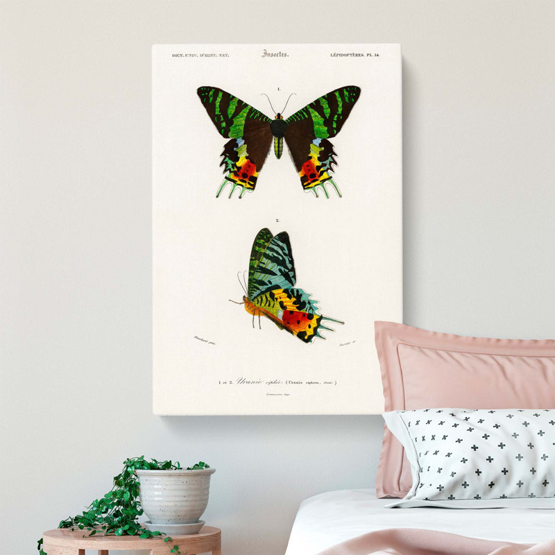 Madagascan Sunset Moth PL. 14 by Charles D Orbigny - Wrapped Canvas, 60cm H x 40cm W x 3cm D