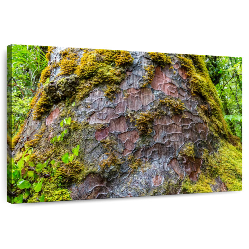 Mossy Kauri Tree, 34" H x 51" W
