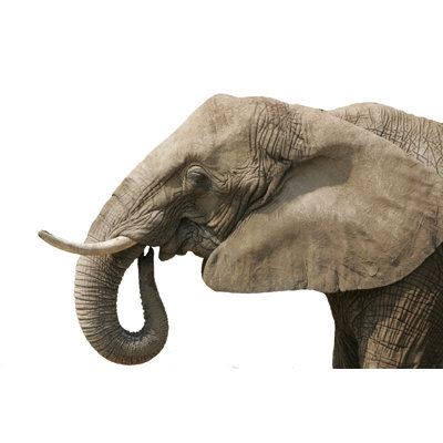 Elephant white background 184939130