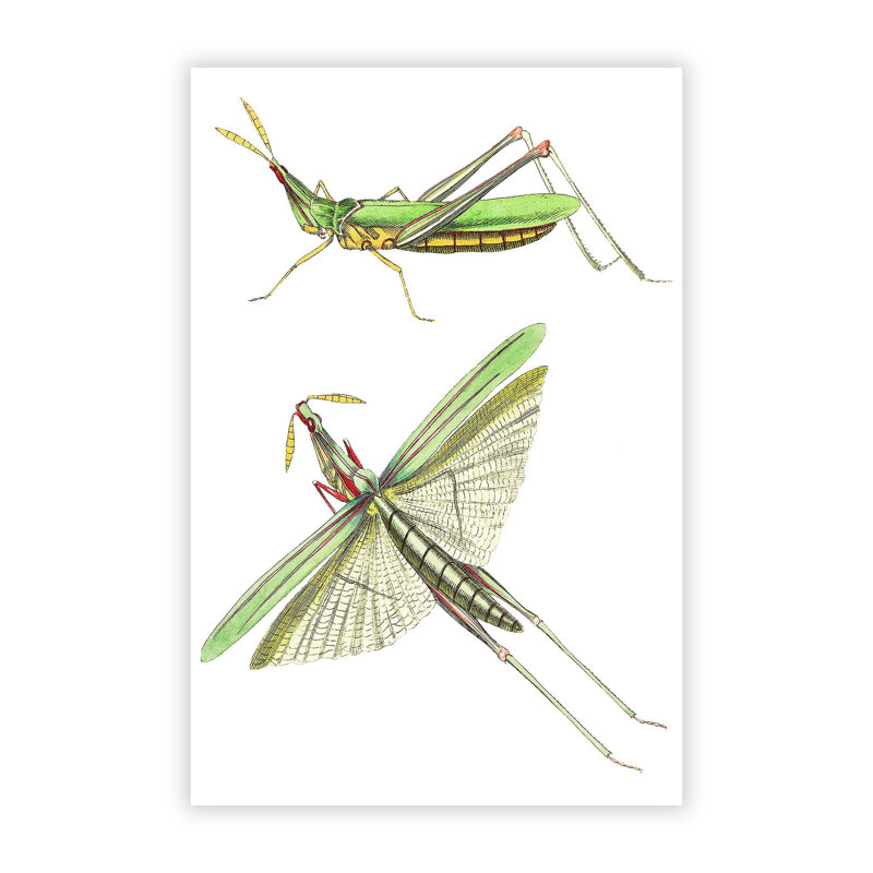 Green Locust by George Shaw - Wall Art, 42cm H x 29.7cm W x 0.01cm D, Unframed Paper
