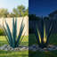 Grande décoration de jardin en métal agave 26 po-232830010-225007798