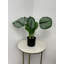 21'' Faux Reed Plant in Pot Liner