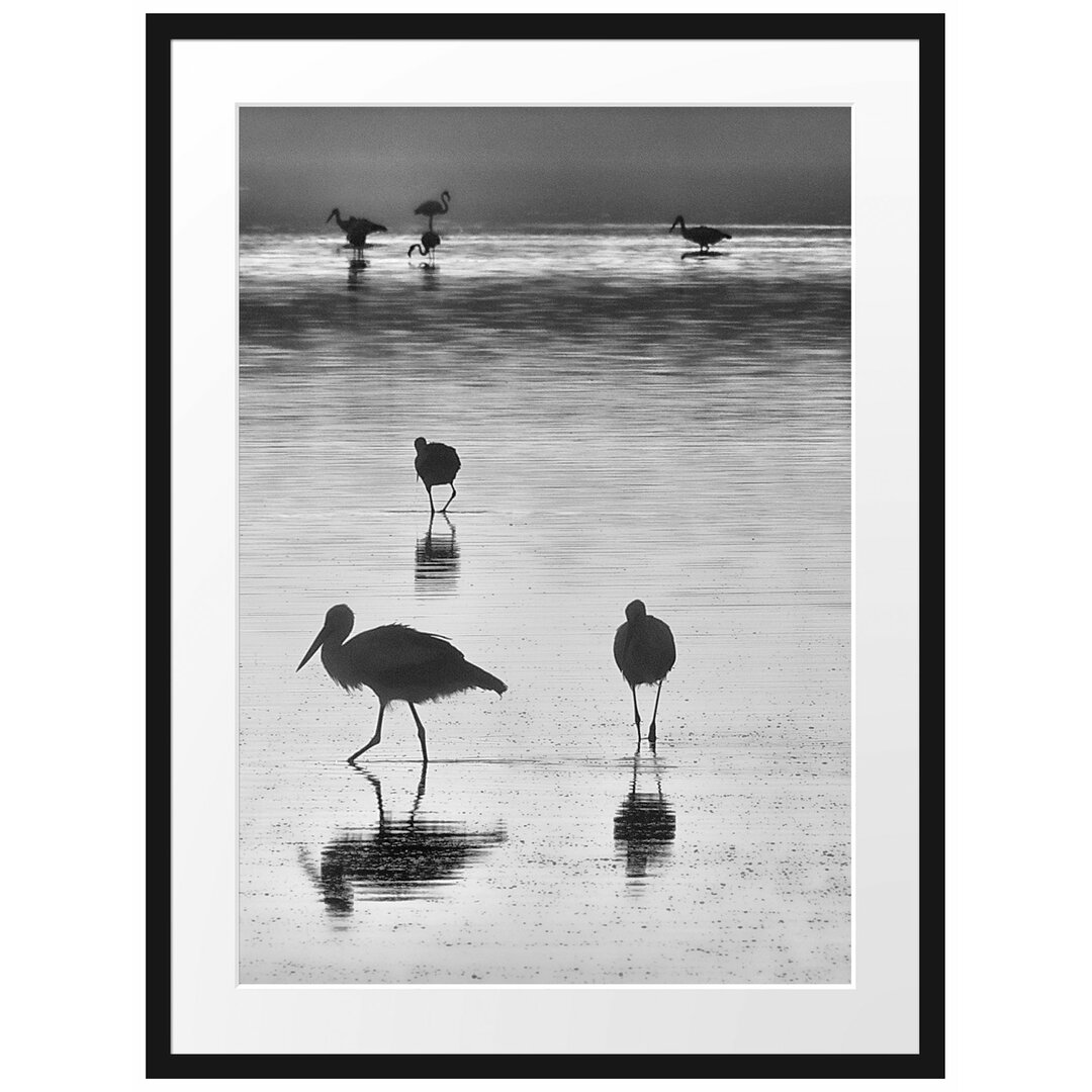 Störche im Wasser Gerahmter Fotokunstdruck