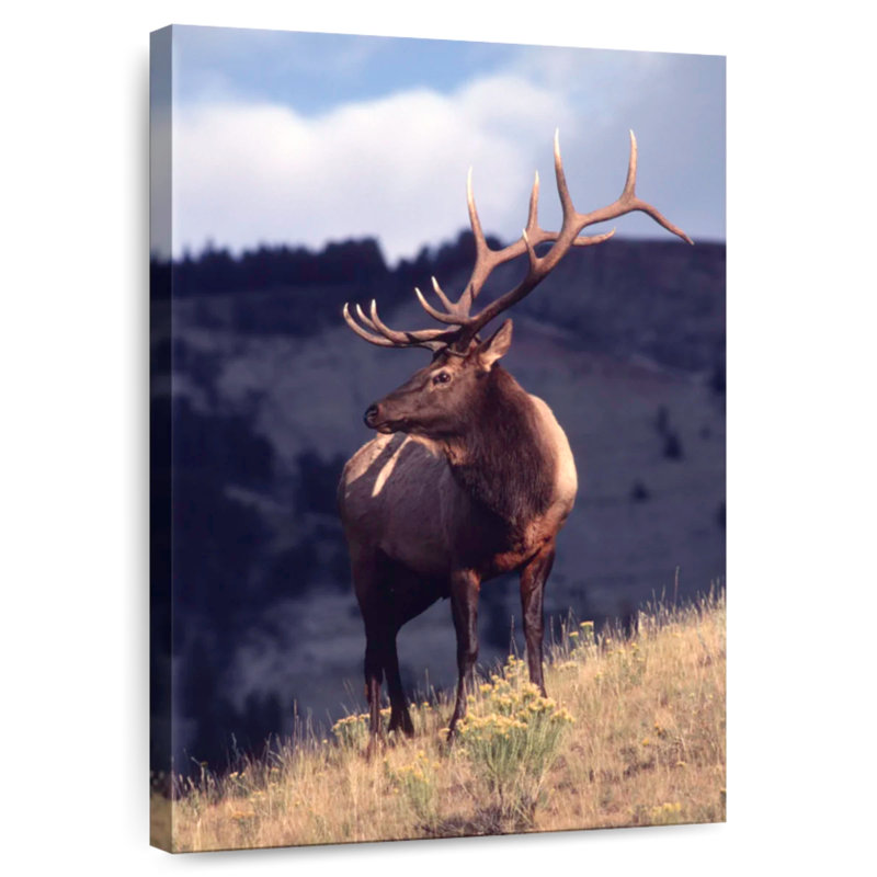 Brampt Montana Bull Elk, 24" H x 16" W