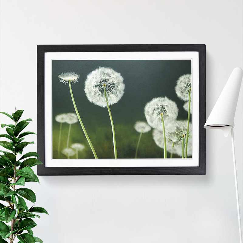 Mesmerising Dandelion Flowers - Single Picture Frame Print, 46cm H x 64cm W x 2cm D, Black