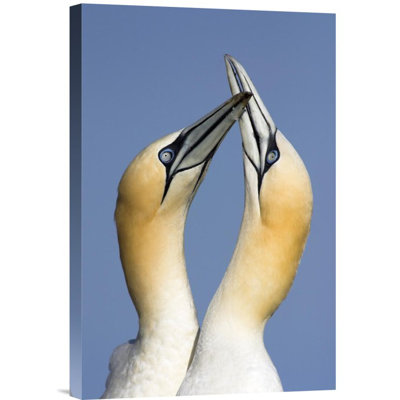 Northern Gannet Pair Courting, Saltee Island, Ireland - Single Picture Frame Photograph on Framed Canvas