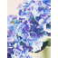 Fiori Hydrangea Arrangement