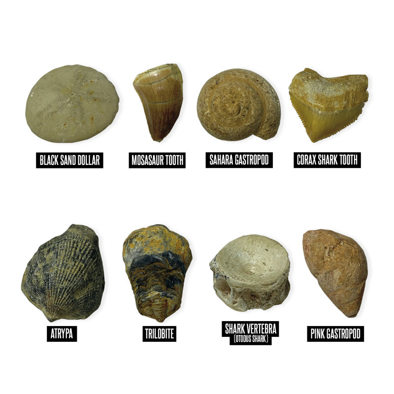 Geosafari Jr. Fossil Excavation Kit