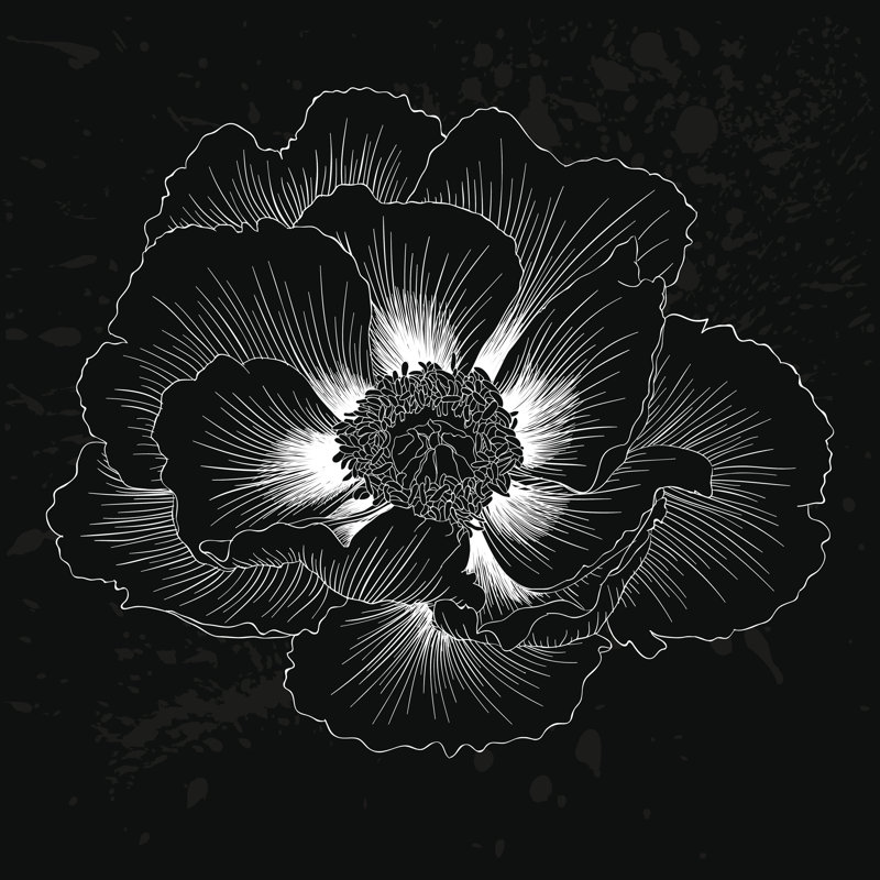 Paeonia Arborea par Hulinska_Yevheniia, impression sur toile tendue, L 12 po x H 12 po