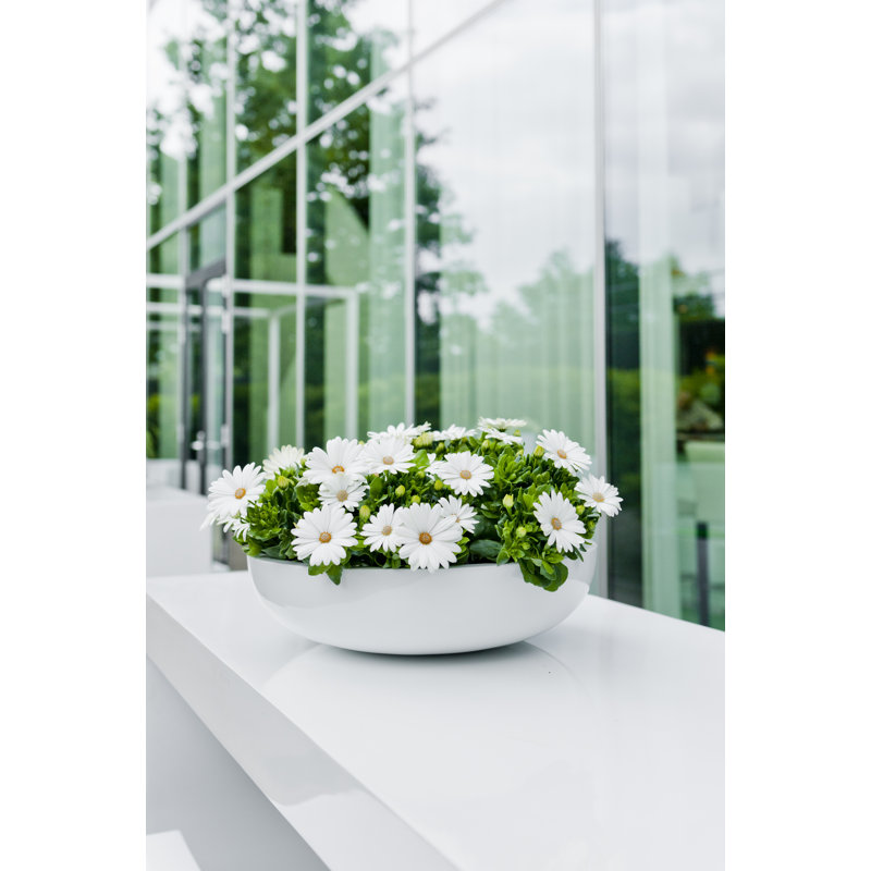 Truette Handmade Planter, 5" H x 17" W x 17" D