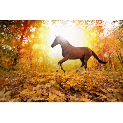 " Horse In Fall Park "