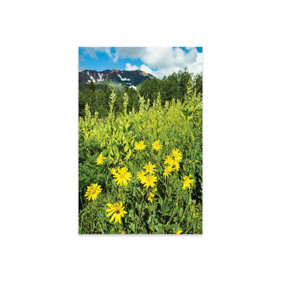 " Scenic View Of Wildflowers In A Field, Crested Butte, Colorado, USA II " by Panoramic Images