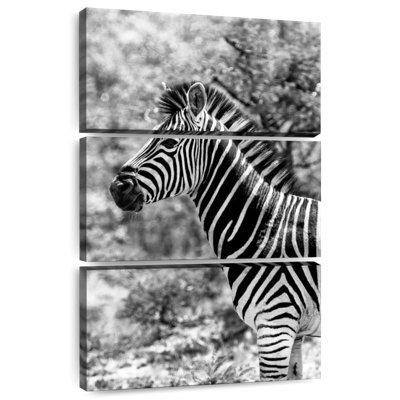 Brampt BW Portrait of Burchell's Zebra II