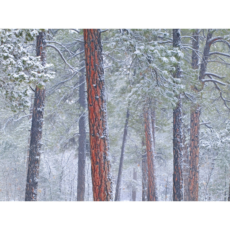 Winter Ponderosa Pine Forest Photographic Print, 24" H x 32" W, Wrapped Canvas