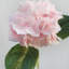 Hortensia rose 18,5 po Real Touch-91319598-91319600