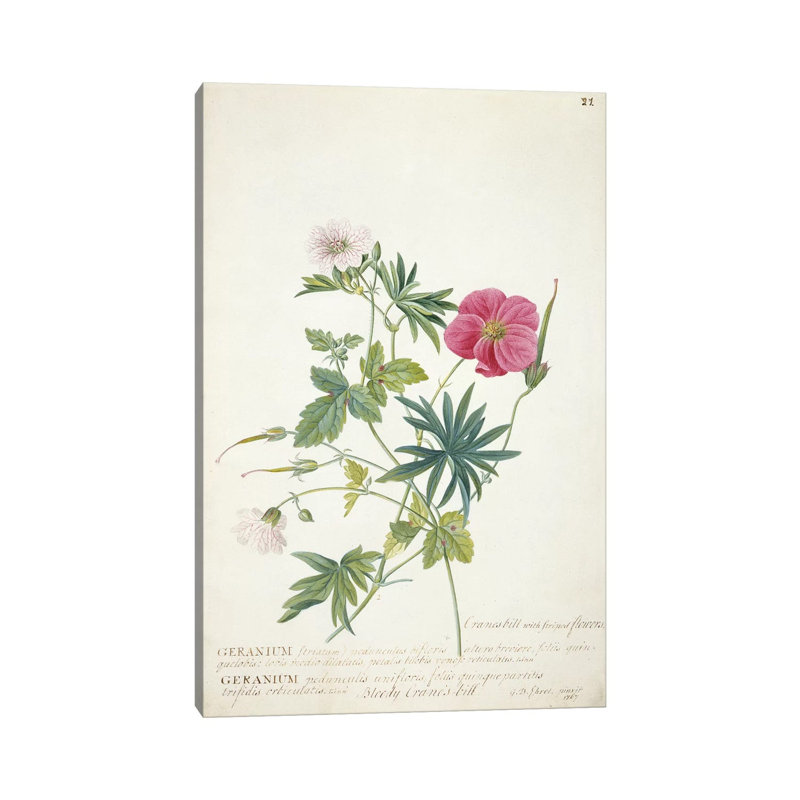 Géranium. Deux tiges entrelacées de différentes espèces, 1767 par Georg Dionysius Ehret - impression d'art graphique