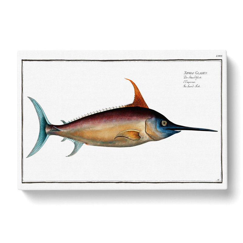 Swordfish by M.E. Bloch - Wrapped Canvas, 40cm H x 60cm W x 3cm D