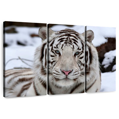 Glorious White Tiger