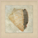 Watercolor Shell 4 Painting