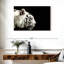 Tigre blanc curieux Brampt-107682743