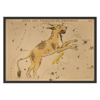 Lynx Framed Drawing Print