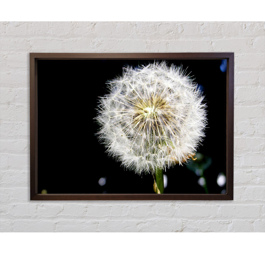 Dandelion Dream - Einzelner Bilderrahmen Kunstdrucke auf Leinwand