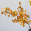 Golden Gingko Branch - 47,2 po-1363227257-1363227258