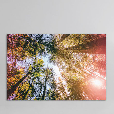« california séquoias », reproduction de photo sur toile tendue, H 12 po x l 18 po x P 1,5 po