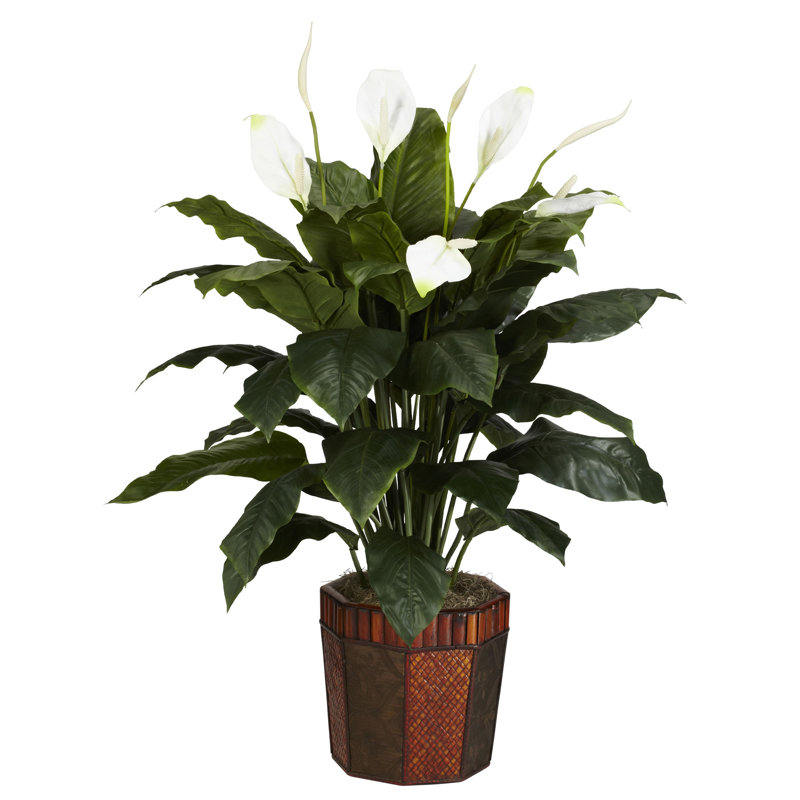 Spathyfillum avec vase en soie