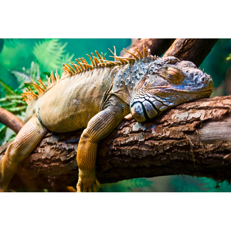 Wrapped Canvas Print, 20cm H x 30cm W x 3.8cm D