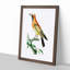 Orange Paradise Bird by George Shaw - Picture Frame Painting Print-55616201-55616200
