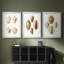 Lamarck Shells I - reproduction sur mesure encadrée de qualité supérieure - 3 pièces-504673093-504673088