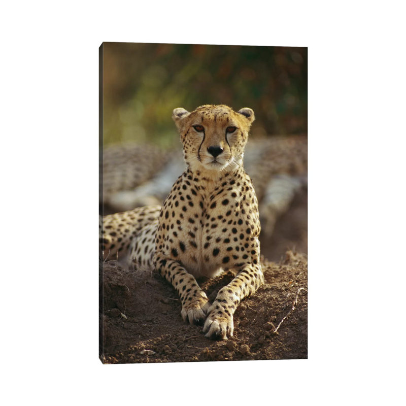 Cheetah, Masai Mara, Kenya by Gerry Ellis - Wrapped Canvas Print, 66.04 cm H x 45.72 cm W x 1.91 cm D