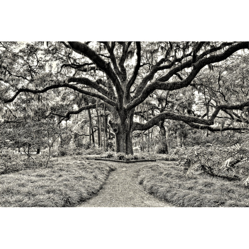 Florida Tree - Photograph, 30 cm H x 46 cm W, Wrapped Canvas