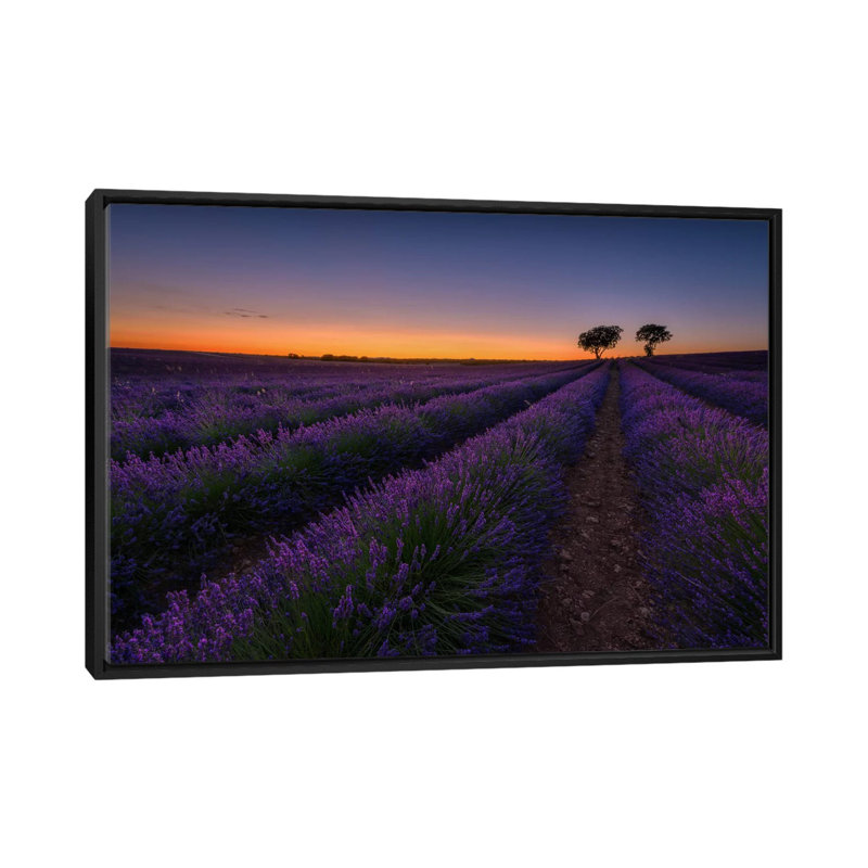 «Lavender Lines», reproduction de photo sur toile, H 18 po x l 26 po x P 1,5 po, Toile avec cadre noir, Pas de tapis