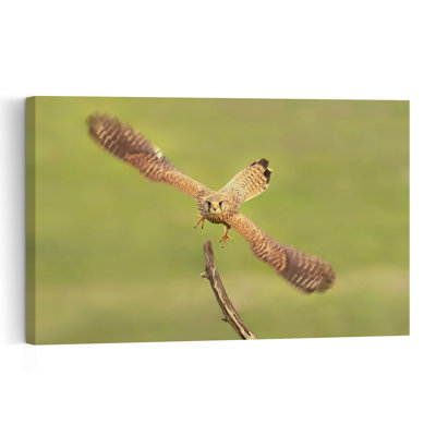 Focused Kestrel Flight Contemporary Bird Wall Art Print 1 Piece Wrapped Canvas Wall Art