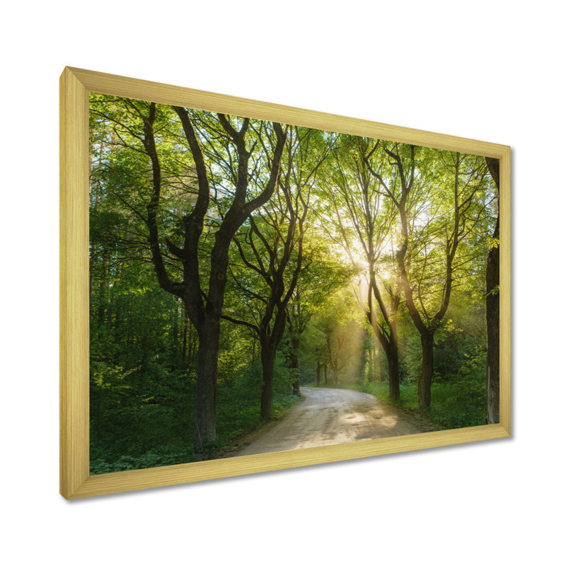 Soirée dans la forêt verte - photographie, H 16 po x l 32 po, Cadre doré