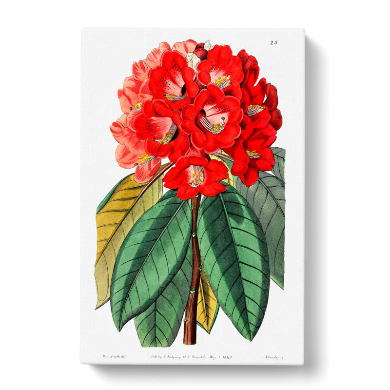 Rhododendron Flowers - Wrapped Canvas, 50cm H x 35cm W x 3cm D
