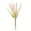 Vaporisateur artificiel Haworthia
