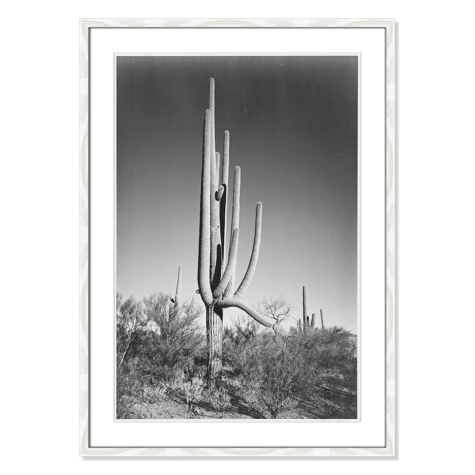 Saguaro National Monument Print by Ansel Adams, 35.5" H x 25.5" W x 0.75" D, White