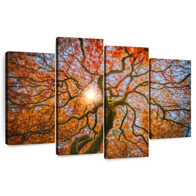 Japanese Maple Tree