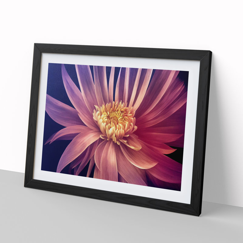 Serene Chrysanthemum Flower - Framed Print, 25cm H x 34cm W x 2cm D, Black