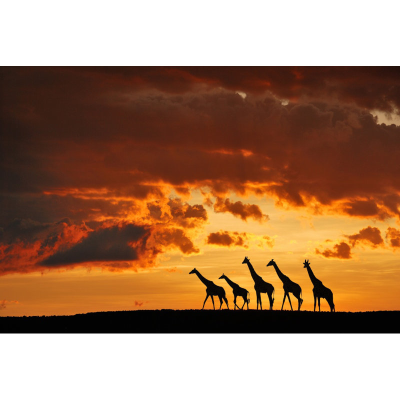 Wrapped Canvas Print, 50.8 cm H x 76.2 cm W