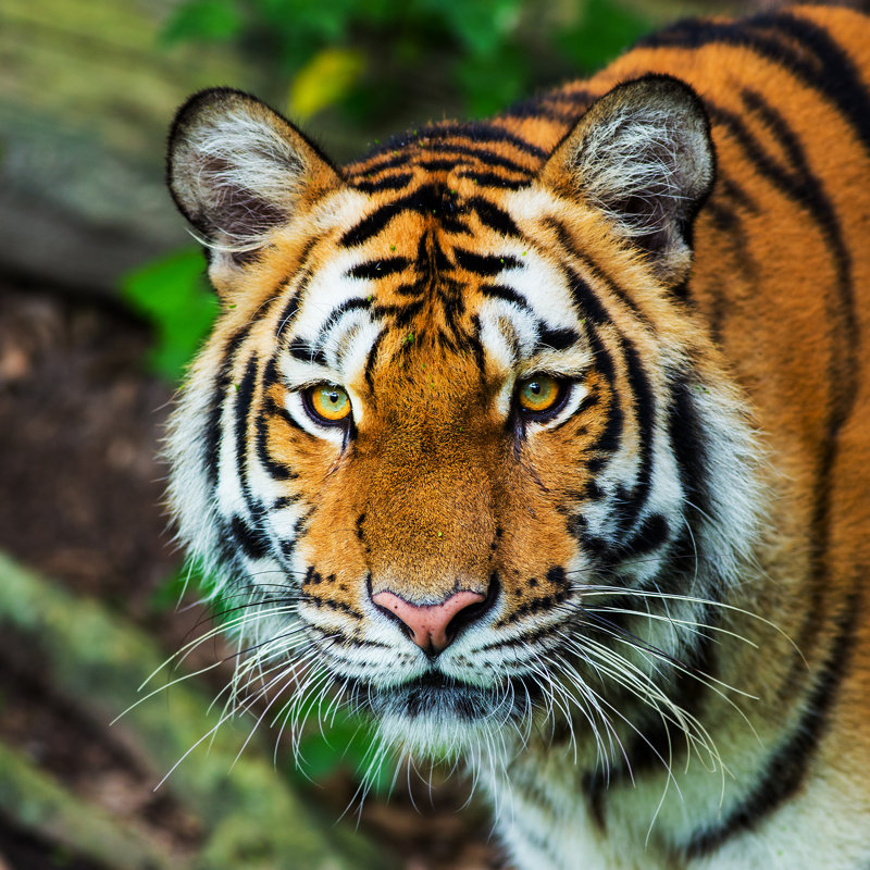 " Tiger ", 20" H x 20" W  