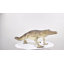 Crocodile de marche Boylon